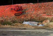 Ciclista de 67 anos morre após ser atropelado na zona rural de Cuiabá