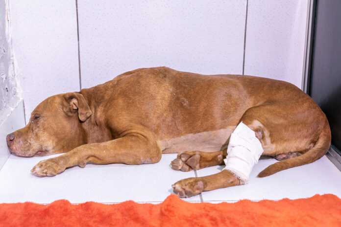 WhatsApp Image 2026-01-08 at 17.40.36