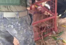 Bombeiros resgatam onça-parda que estava em lavanderia de residência