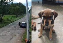 Mulher é detida em hospital após ser filmada abandonando cão em porta de ONG
