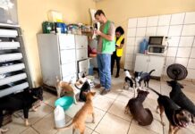 Ong não cumpre determinações e não poderá mais receber animais