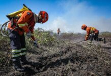 Bombeiros combatem seis incêndios florestais nesta segunda-feira
