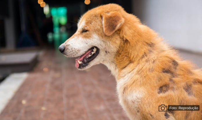 leishimaniose canina