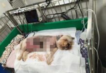 Polícia prende dona de pet shop investigada por fraude processual em Cuiabá