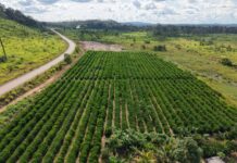 Governo estadual publica edital de R$ 76,7 milhões para fortalecer pequenos produtores em MT