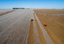 Mato Grosso lidera produção de algodão, soja e milho há décadas e reforça domínio na safra 2025/26