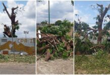 Cuiabá lança guia com o passo a passo para solicitar poda e remoção de árvores Arvores derrubadas