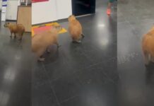 Vídeo mostra capivaras passeando pelos corredores da Assembleia Legislativa de MT