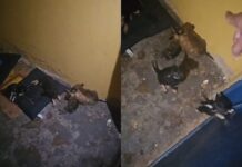 Denúncia aponta filhotes de cães mortos e supostas irregularidades no Centro de Zoonoses de Cuiabá