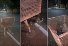 Homem é preso por atirar em gatos com arma de airsoft e matar animal