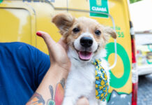 Leis que ampliam ações de proteção e bem-estar animal são sancionadas em Cuiabá
