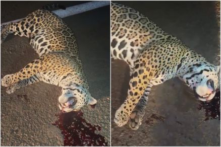 Onça Atropelada