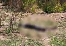 Corpo de homem em decomposição é encontrado em área de mata em MT