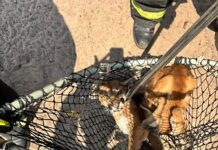 Filhote de onça é resgatada ferida em chácara de MT
