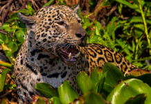 Com voz de Fernanda Torres, filme sobre onças do Pantanal de MT estreia em SP e disputa o “Oscar da natureza”